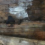 Black mold damages floor and carpet