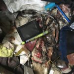 Black Mold1