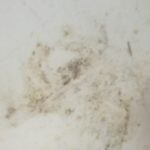 mold on the walls