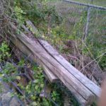dumps of lumber tangled with poison ivy