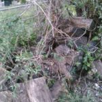 firewood tangled with poison ivy2
