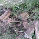 firewood tangled with poison ivy1